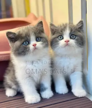 1-3 months Male Purebred British Shorthair