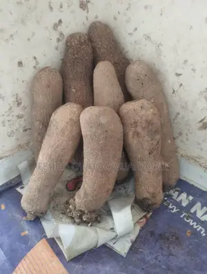 10 Tubers of Benue Yam