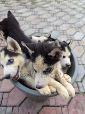 1-3 months Male Purebred Siberian Husky