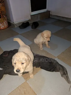 0-1 month Female Purebred Golden Retriever