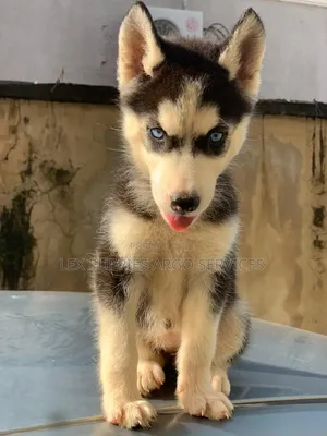 1-3 months Female Purebred Siberian Husky