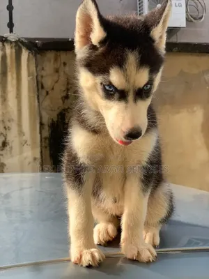 1-3 months Female Purebred Siberian Husky
