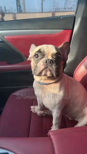 1+ year Female Purebred French Bulldog