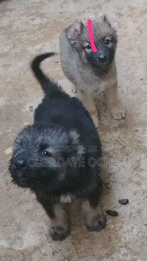 1-3 months Female Purebred Caucasian Shepherd