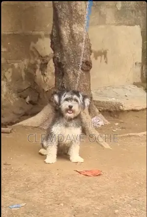 1+ year Female Purebred Lhasa Apso