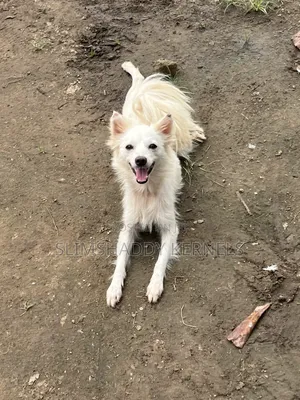 6-12 months Female Purebred American Eskimo