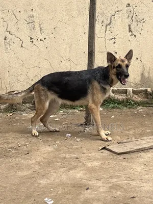 1+ year Female Purebred German Shepherd