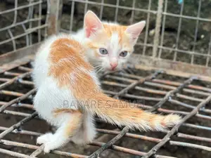 1-3 months Female Purebred American Shorthair