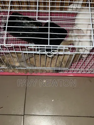Foreign Bunnies