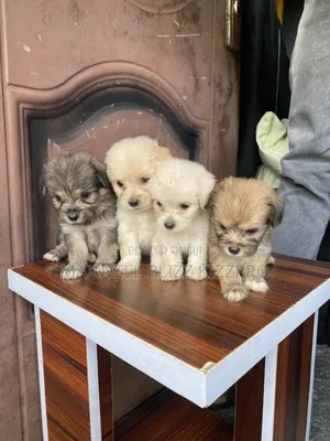1-3 months Male Purebred Lhasa Apso
