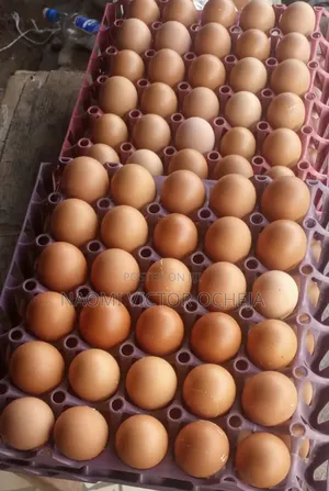 Eggs Available for Pickup