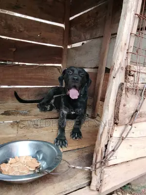 1+ year Male Purebred Boerboel