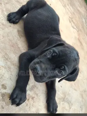 1-3 months Male Purebred Boerboel