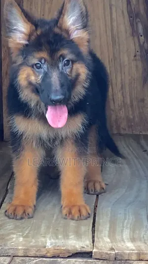 1-3 months Male Purebred German Shepherd