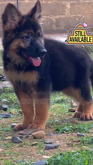 1-3 months Male Purebred German Shepherd