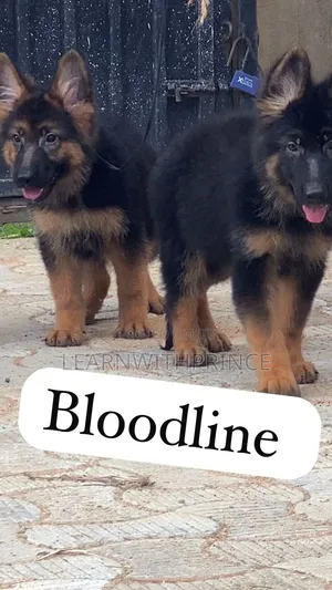 1-3 months Male Purebred German Shepherd