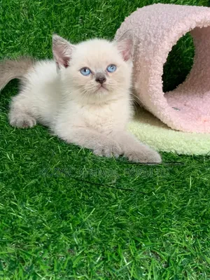 1-3 months Female Purebred British Shorthair
