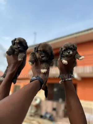 1-3 months Female Purebred Lhasa Apso