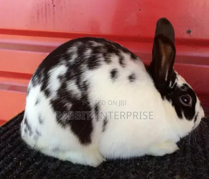 Rabbit Enterprise – Quality Rabbits for Sale