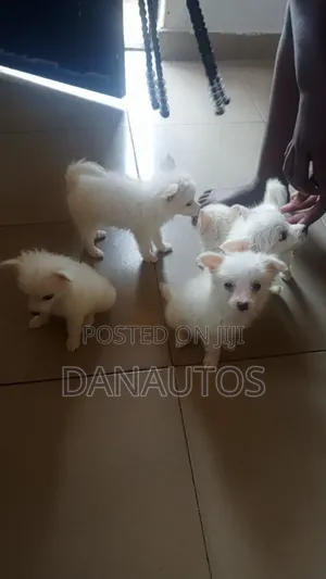 1-3 months Male Purebred American Eskimo