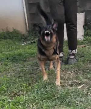 1+ year Male Purebred German Shepherd