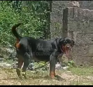1+ year Female Purebred Rottweiler