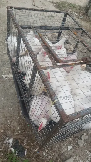 Mature Chicken for Sell