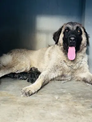 0-1 month Female Mixed Breed Caucasian Shepherd