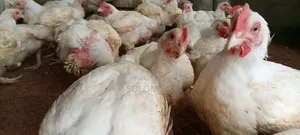 Broiler Chicken Available