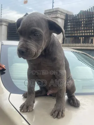 1-3 months Male Purebred Cane Corso