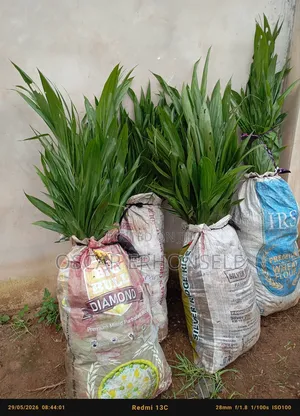 Supergene, Tenera Oil Palm and Coconut