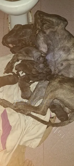 1-3 months Female Purebred Boerboel