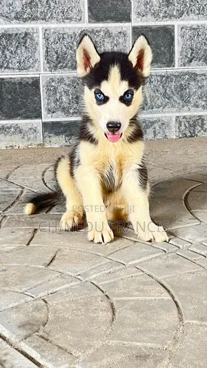 1-3 months Male Purebred Siberian Husky