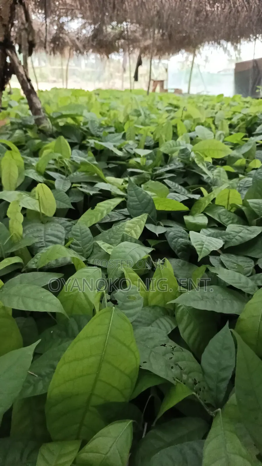 Cocoa Seedlings