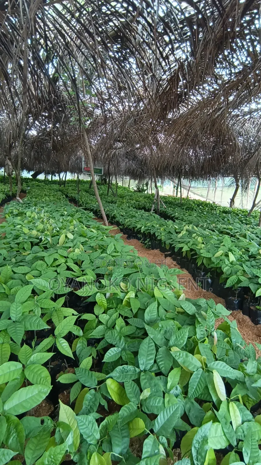 Cocoa Seedlings