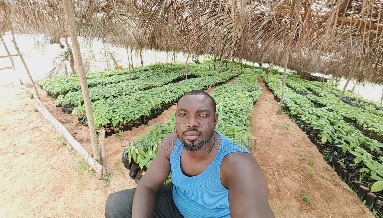 Cocoa Seedlings