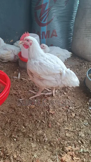 Big Well Fed Broiler Chicken With Very Good Weight