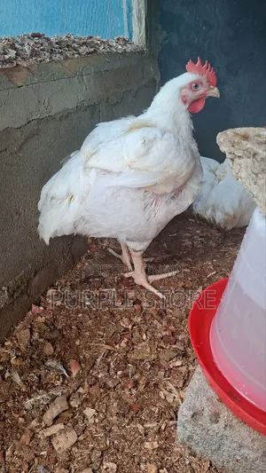 Big Well Fed Broiler Chicken With Very Good Weight