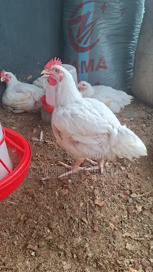 Healthy and Well Raised Broilers Chicken 8weeks Old