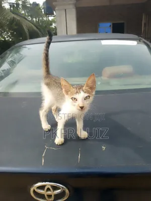 1-3 months Male Mixed Breed American Shorthair