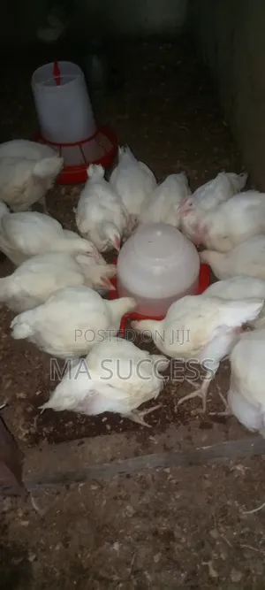 20pcs Live 2kg Broilers Chicken-6weeks-Scale 9000.