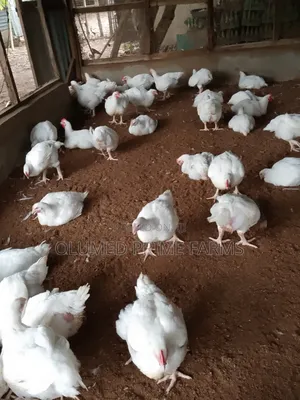 Mature Broilers