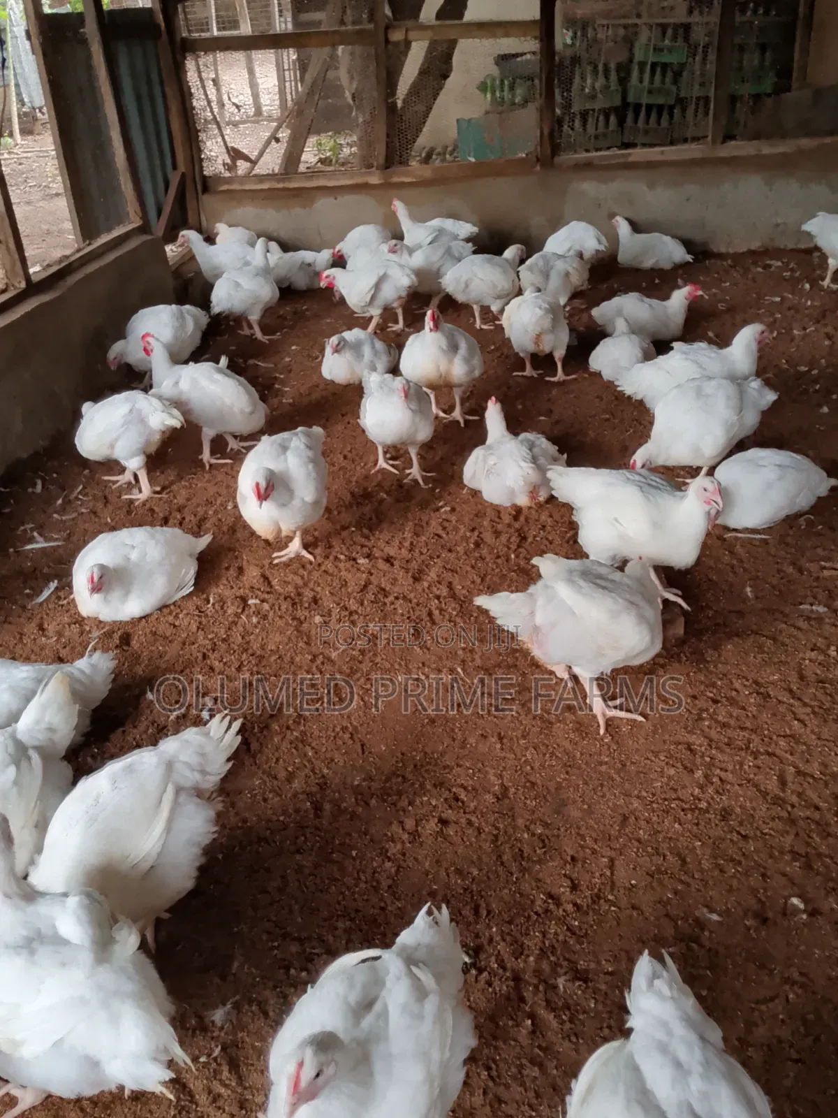 Mature Broilers