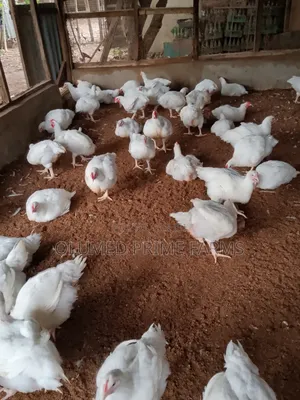 Mature Broilers