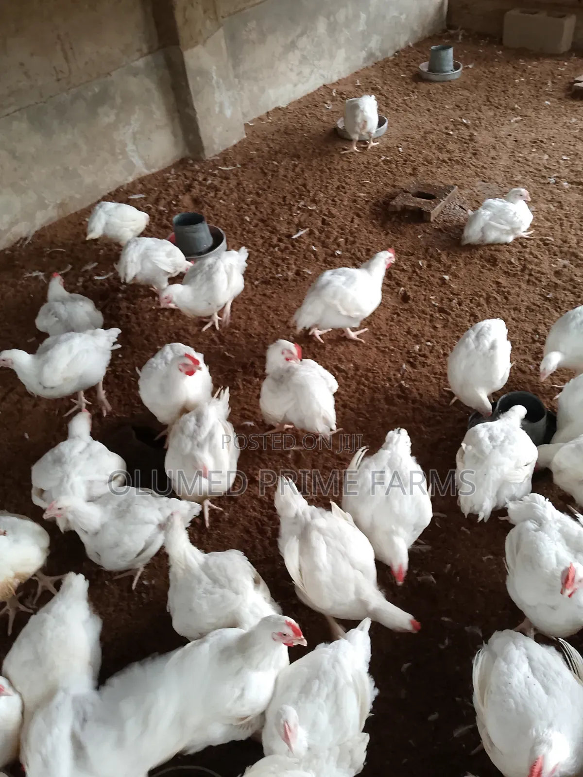 Mature Broilers