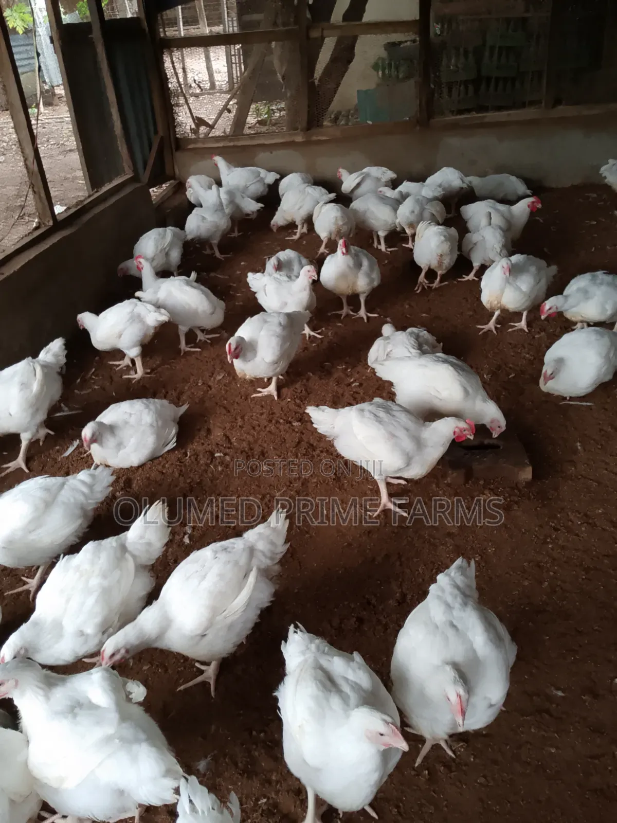 Mature Broilers