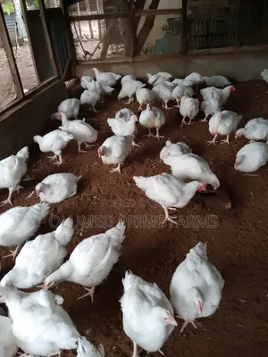 Mature Broilers