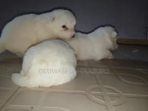 3-6 months Female Purebred American Eskimo