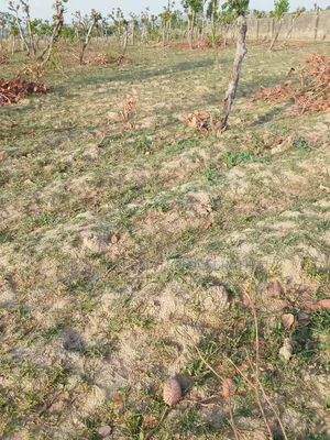 Apo Gudu 200 Hectares of Land for Sale