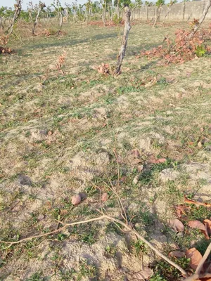 Apo Gudu 200 Hectares of Land for Sale
